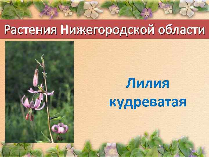 Растения Нижегородской области Лилия кудреватая 