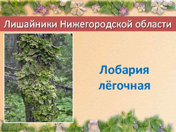 Лишайники Нижегородской области Лобария лёгочная 
