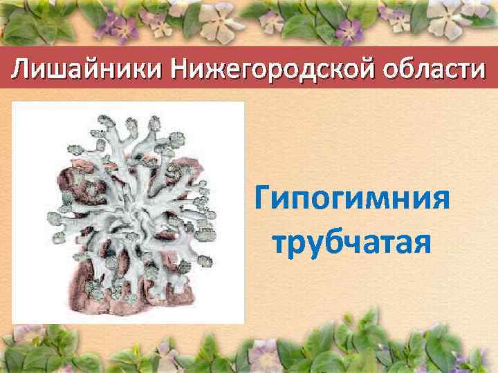 Лишайники Нижегородской области Гипогимния трубчатая 