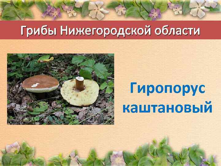 Грибы Нижегородской области Гиропорус каштановый 