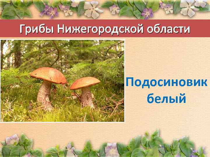 Красная книга нижегородской области грибы список и фото