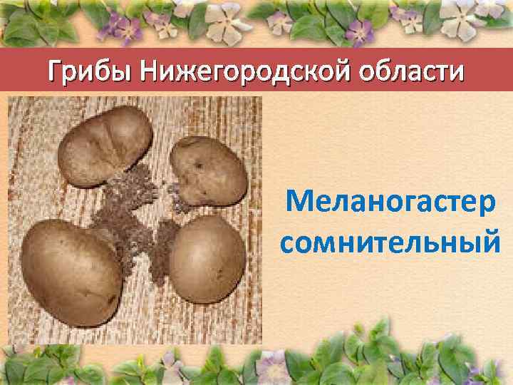 Грибы Нижегородской области Меланогастер сомнительный 