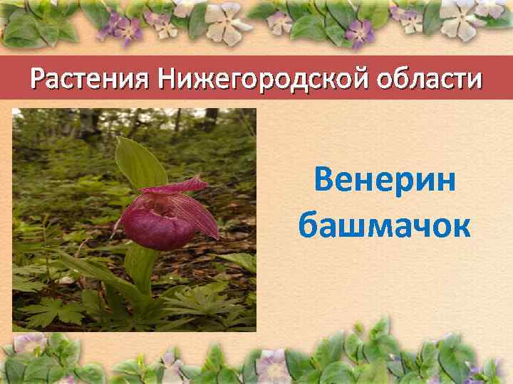Растения Нижегородской области Венерин башмачок 