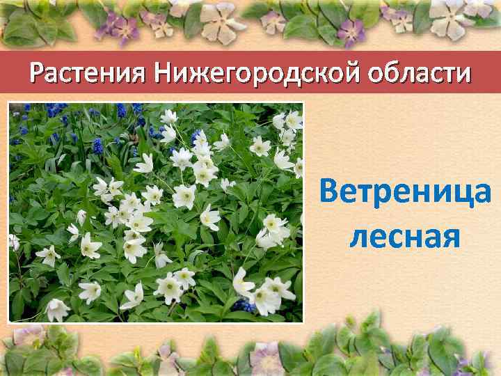 Растения Нижегородской области Ветреница лесная 