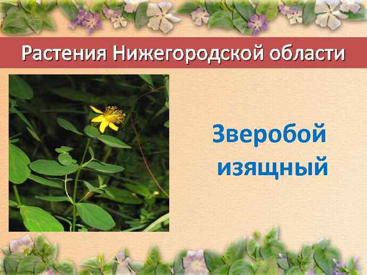Растения Нижегородской области Зверобой изящный 