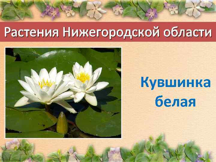 Растения Нижегородской области Кувшинка белая 