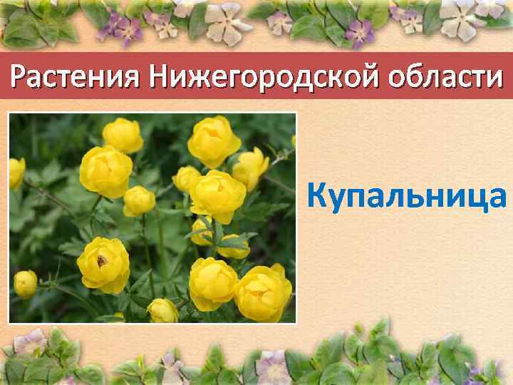 Растения Нижегородской области Купальница 