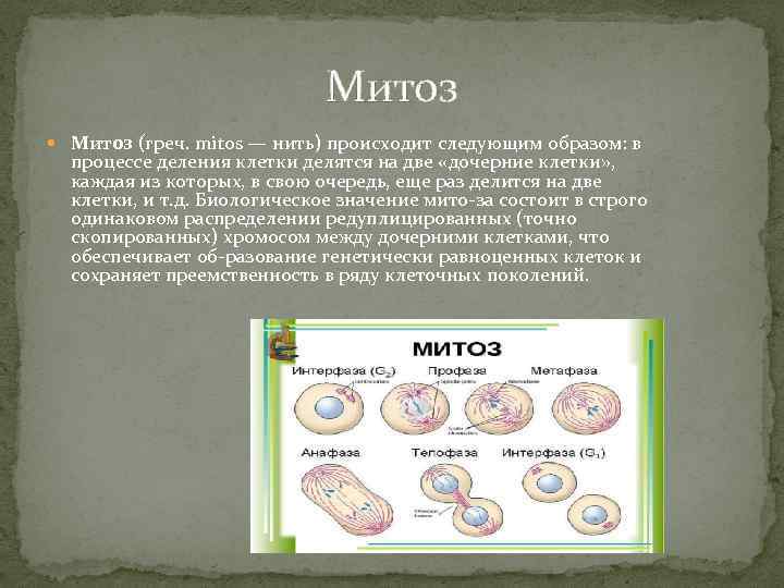 Митоз (греч. mitos — нить) происходит следующим образом: в процессе деления клетки делятся на