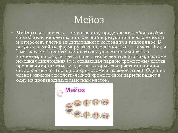 Мейоз (греч. meiosis — уменьшение) представляет собой особый способ деления клеток, приводящий к редукции