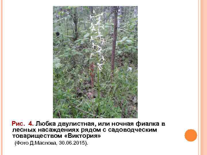 Рис. 4. Любка двулистная, или ночная фиалка в лесных насаждениях рядом с садоводческим товариществом