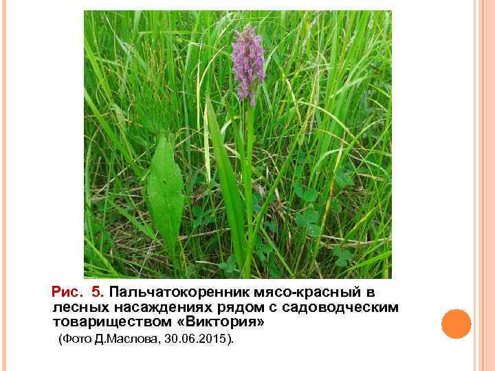 Рис. 5. Пальчатокоренник мясо-красный в лесных насаждениях рядом с садоводческим товариществом «Виктория» (Фото Д.