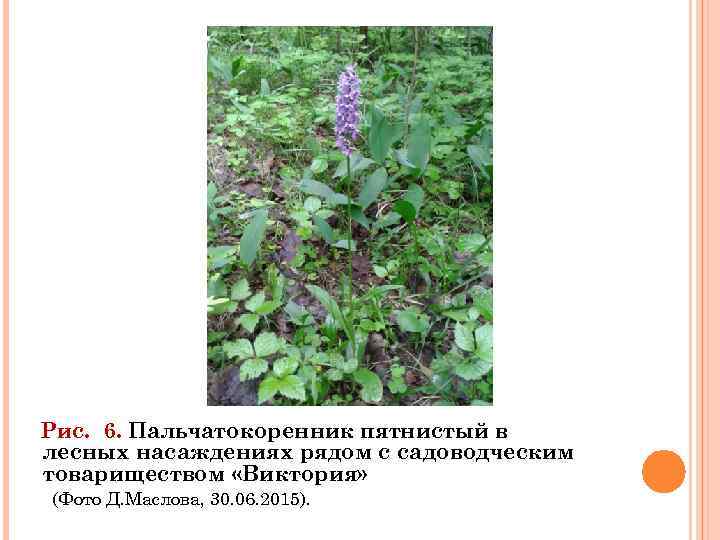 Рис. 6. Пальчатокоренник пятнистый в лесных насаждениях рядом с садоводческим товариществом «Виктория» (Фото Д.