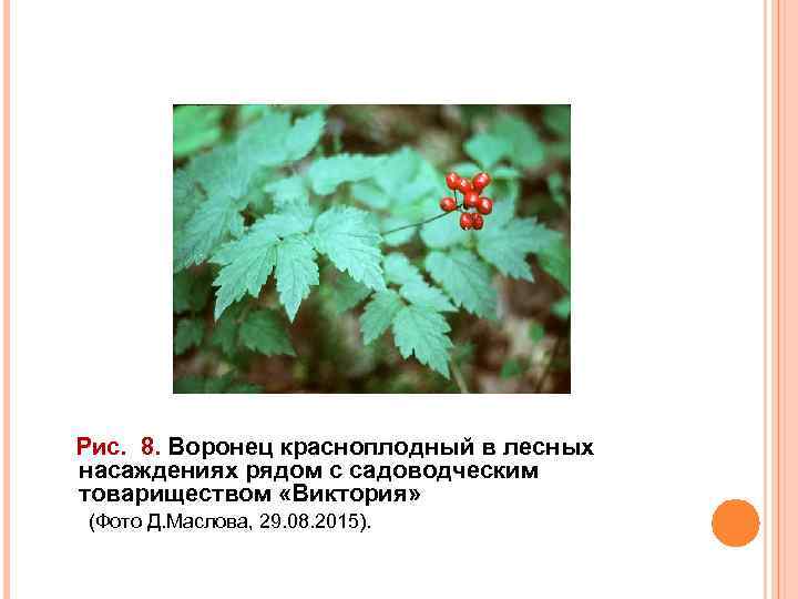 Рис. 8. Воронец красноплодный в лесных насаждениях рядом с садоводческим товариществом «Виктория» (Фото Д.
