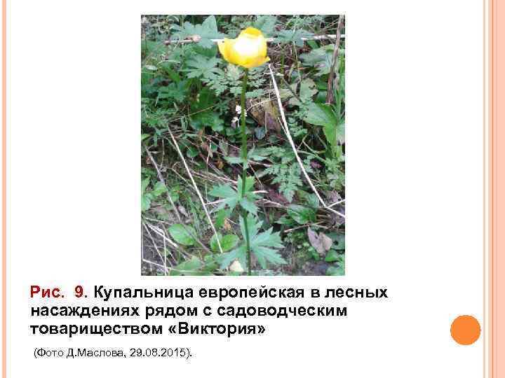 Рис. 9. Купальница европейская в лесных насаждениях рядом с садоводческим товариществом «Виктория» (Фото Д.