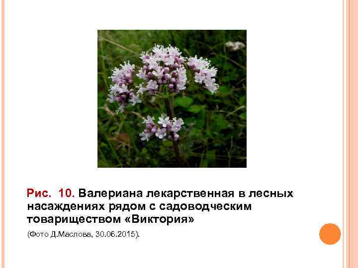 Рис. 10. Валериана лекарственная в лесных насаждениях рядом с садоводческим товариществом «Виктория» (Фото Д.