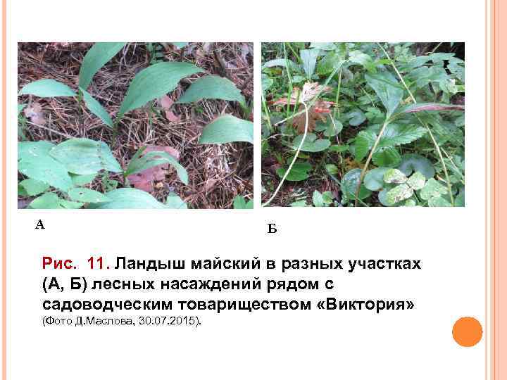 А Б Рис. 11. Ландыш майский в разных участках (А, Б) лесных насаждений рядом
