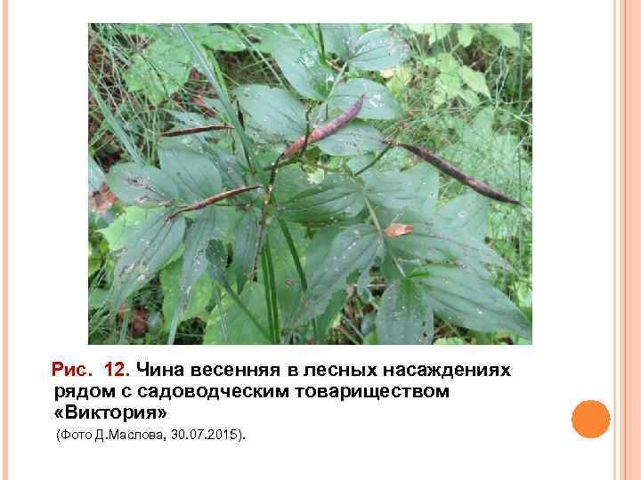 Рис. 12. Чина весенняя в лесных насаждениях рядом с садоводческим товариществом «Виктория» (Фото Д.