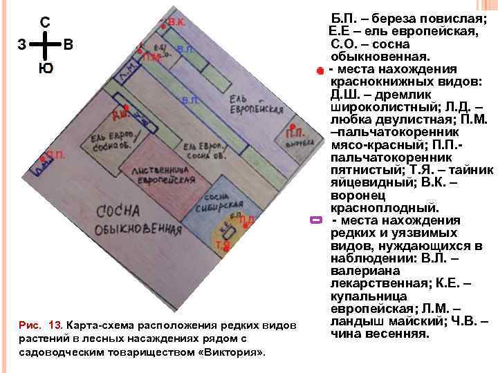 Рис. 13. Карта-схема расположения редких видов растений в лесных насаждениях рядом с садоводческим товариществом