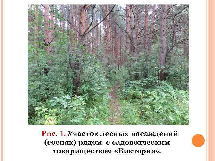 Рис. 1. Участок лесных насаждений (сосняк) рядом с садоводческим товариществом «Виктория» . 