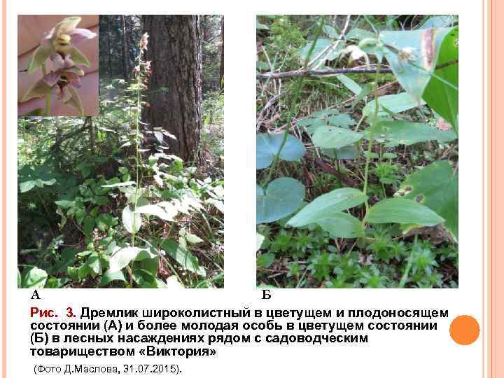 А Б Рис. 3. Дремлик широколистный в цветущем и плодоносящем состоянии (А) и более