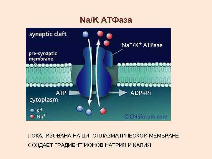 Na/K АТФаза ЛОКАЛИЗОВАНА НА ЦИТОПЛАЗМАТИЧЕСКОЙ МЕМБРАНЕ СОЗДАЕТ ГРАДИЕНТ ИОНОВ НАТРИЯ И КАЛИЯ 