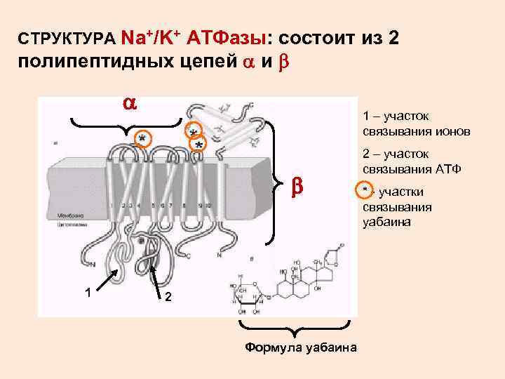СТРУКТУРА Na+/K+ АТФазы: состоит из 2 полипептидных цепей и 1 – участок связывания ионов