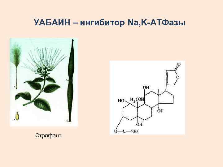 УАБАИН – ингибитор Na, K-АТФазы Строфант 