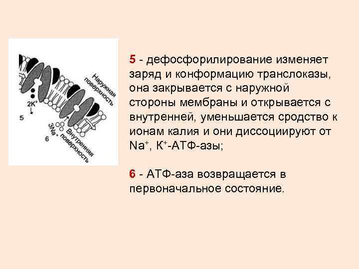 5 - дефосфорилирование изменяет заряд и конформацию транслоказы, она закрывается с наружной стороны мембраны