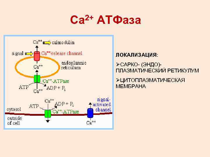 Са 2+ АТФаза ЛОКАЛИЗАЦИЯ: ØСАРКО- (ЭНДО)ПЛАЗМАТИЧЕСКИЙ РЕТИКУЛУМ ØЦИТОПЛАЗМАТИЧЕСКАЯ МЕМБРАНА 