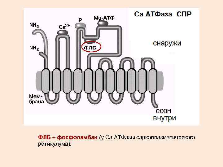 ФЛБ – фосфоламбан (у Са АТФазы саркоплазматического ретикулума), 