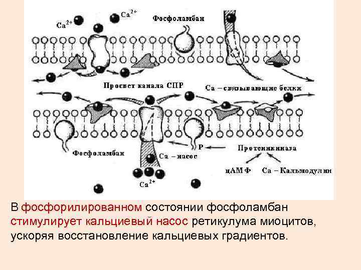 В фосфорилированном состоянии фосфоламбан стимулирует кальциевый насос ретикулума миоцитов, ускоряя восстановление кальциевых градиентов. 