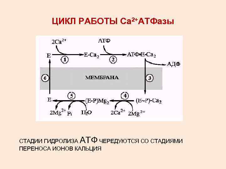 ЦИКЛ РАБОТЫ Са 2+АТФазы СТАДИИ ГИДРОЛИЗА АТФ ЧЕРЕДУЮТСЯ СО СТАДИЯМИ ПЕРЕНОСА ИОНОВ КАЛЬЦИЯ 