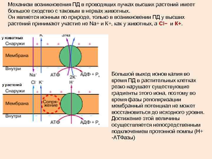 Механизм возникновения ПД в проводящих пучках высших растений имеет большое сходство с таковым в