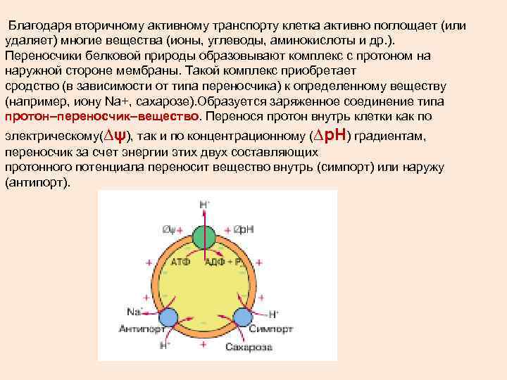 Благодаря вторичному активному транспорту клетка активно поглощает (или удаляет) многие вещества (ионы, углеводы, аминокислоты