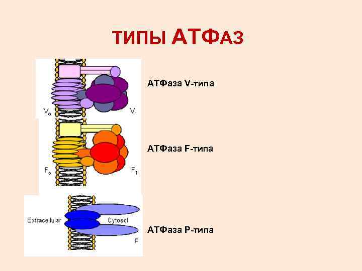 ТИПЫ АТФАЗ АТФаза V-типа АТФаза F-типа АТФаза Р-типа 