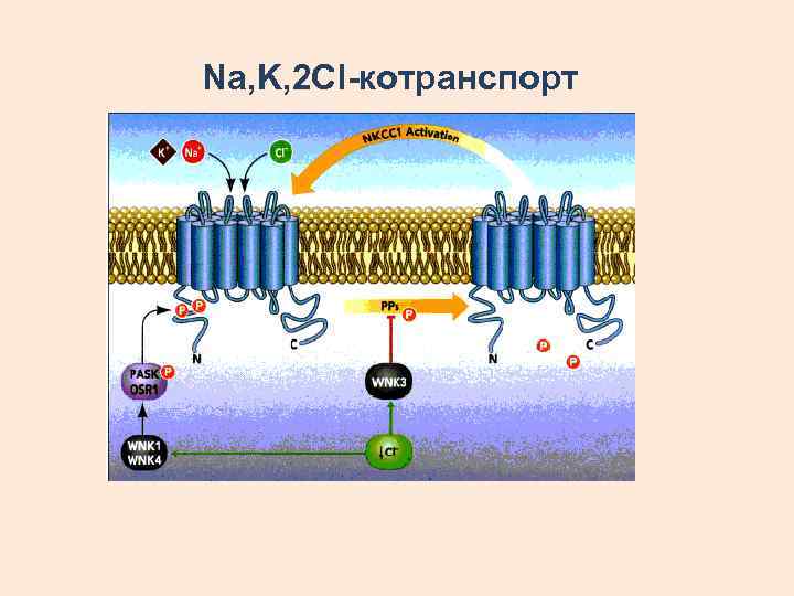 Na, K, 2 Cl-котранспорт 