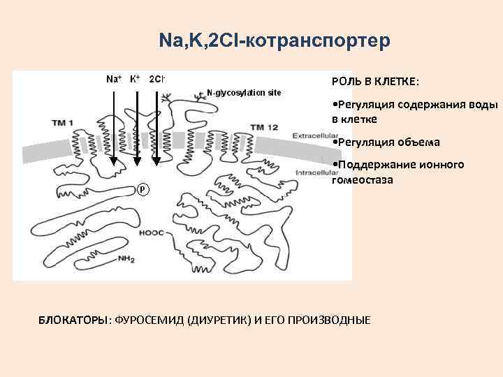 Na, K, 2 Cl-котранспортер РОЛЬ В КЛЕТКЕ: • Регуляция содержания воды в клетке •