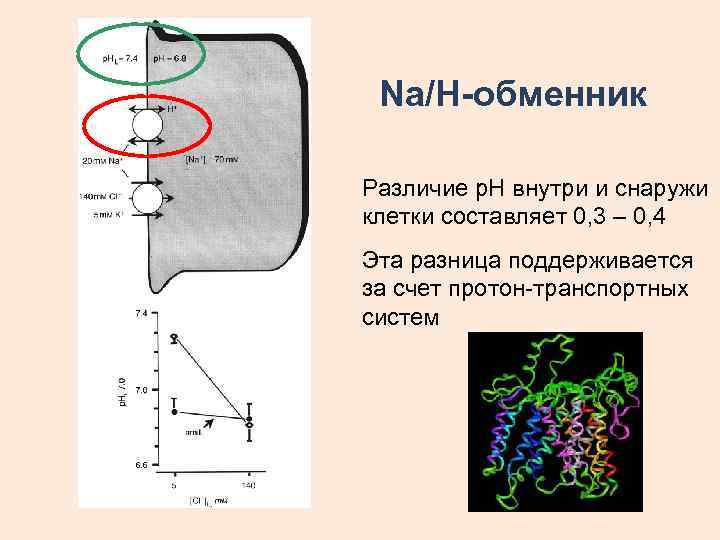 Na/H-обменник Различие р. Н внутри и снаружи клетки составляет 0, 3 – 0, 4