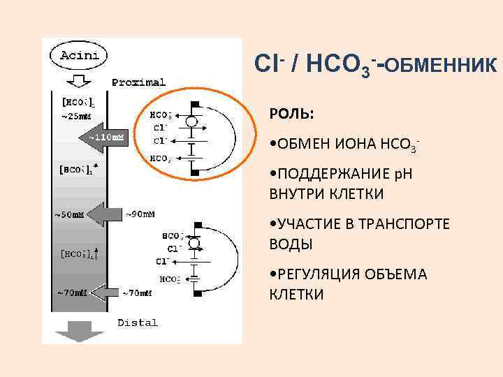 Сl- / НСО 3 --ОБМЕННИК РОЛЬ: • ОБМЕН ИОНА НСО 3 • ПОДДЕРЖАНИЕ р.