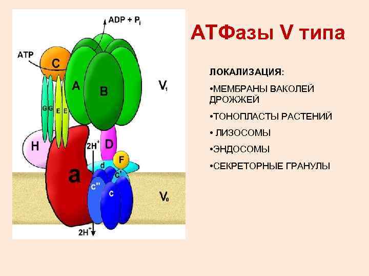 АТФазы V типа ЛОКАЛИЗАЦИЯ: • МЕМБРАНЫ ВАКОЛЕЙ ДРОЖЖЕЙ • ТОНОПЛАСТЫ РАСТЕНИЙ • ЛИЗОСОМЫ •