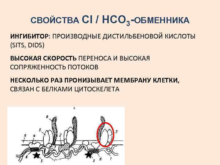 СВОЙСТВА Сl / НСО 3 -ОБМЕННИКА ИНГИБИТОР: ПРОИЗВОДНЫЕ ДИСТИЛЬБЕНОВОЙ КИСЛОТЫ (SITS, DIDS) ВЫСОКАЯ СКОРОСТЬ