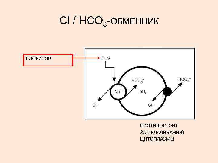 Сl / НСО 3 -ОБМЕННИК БЛОКАТОР ПРОТИВОСТОИТ ЗАЩЕЛАЧИВАНИЮ ЦИТОПЛАЗМЫ 
