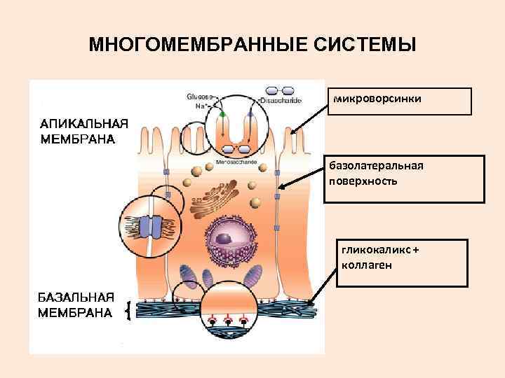 МНОГОМЕМБРАННЫЕ СИСТЕМЫ микроворсинки базолатеральная поверхность гликокаликс + коллаген 