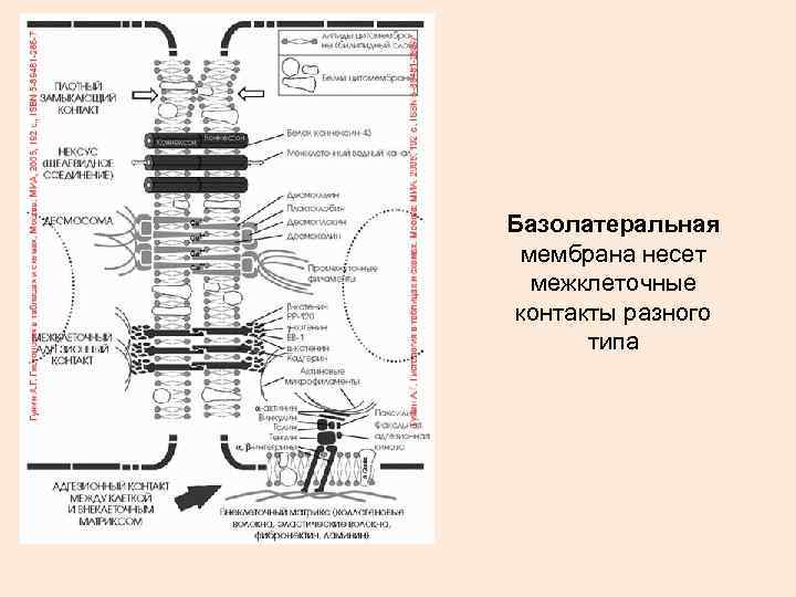 Базолатеральная мембрана несет межклеточные контакты разного типа 