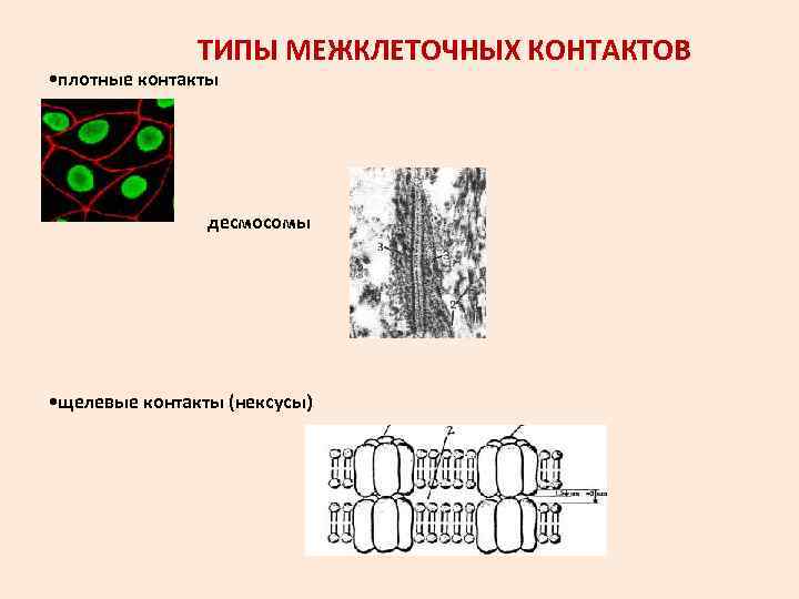 ТИПЫ МЕЖКЛЕТОЧНЫХ КОНТАКТОВ • плотные контакты десмосомы • щелевые контакты (нексусы) 