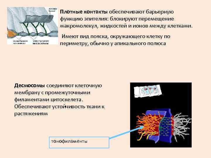 Плотные контакты обеспечивают барьерную функцию эпителия: блокируют перемещение макромолекул, жидкостей и ионов между клетками.