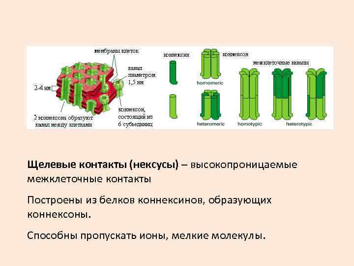 Щелевые контакты (нексусы) – высокопроницаемые межклеточные контакты Построены из белков коннексинов, образующих коннексоны. Способны