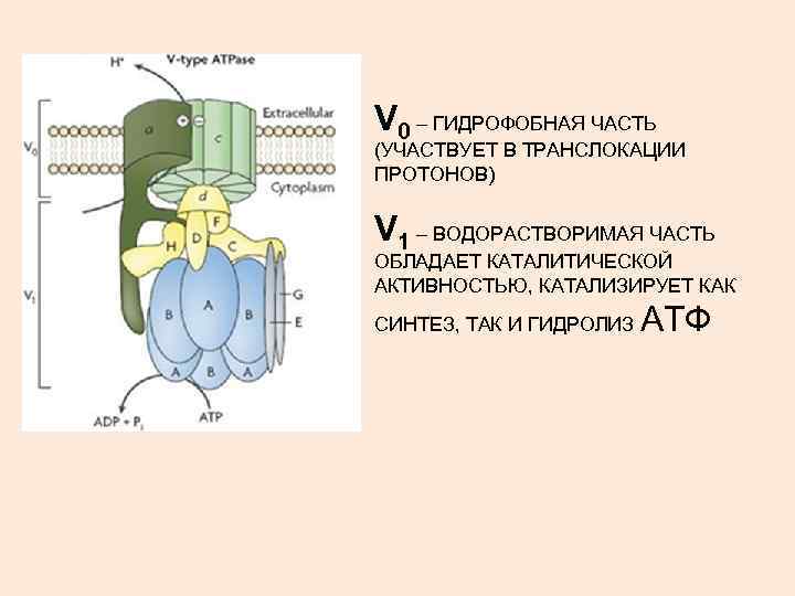 V 0 – ГИДРОФОБНАЯ ЧАСТЬ (УЧАСТВУЕТ В ТРАНСЛОКАЦИИ ПРОТОНОВ) V 1 – ВОДОРАСТВОРИМАЯ ЧАСТЬ