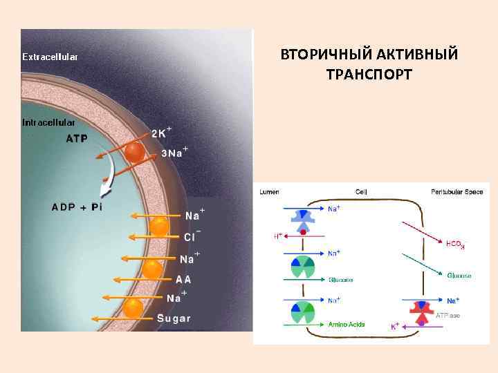 ВТОРИЧНЫЙ АКТИВНЫЙ ТРАНСПОРТ 