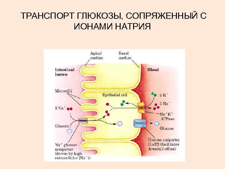 ТРАНСПОРТ ГЛЮКОЗЫ, СОПРЯЖЕННЫЙ С ИОНАМИ НАТРИЯ 